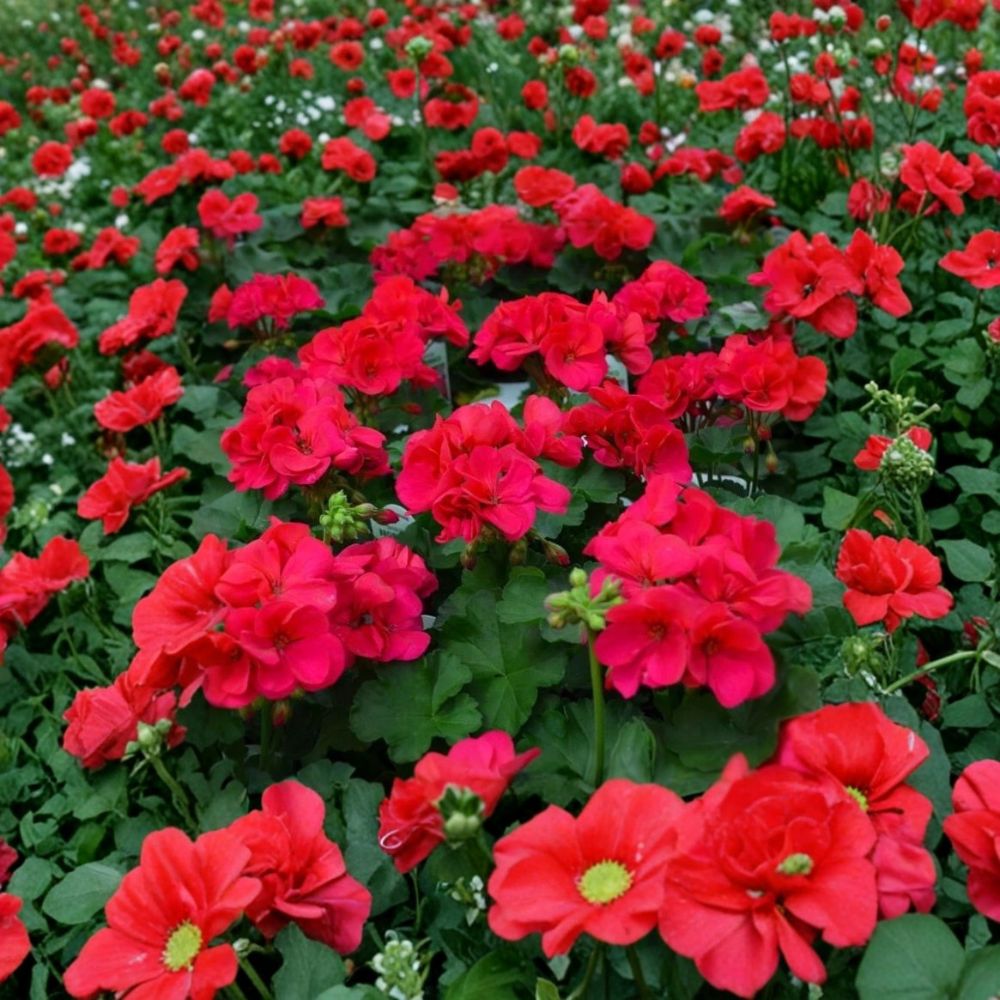 Cherry Rose Geranium Starter Plant – Live Flowering Geranium for Patio & Container Gardens | Easy to Grow Ornamental Plant