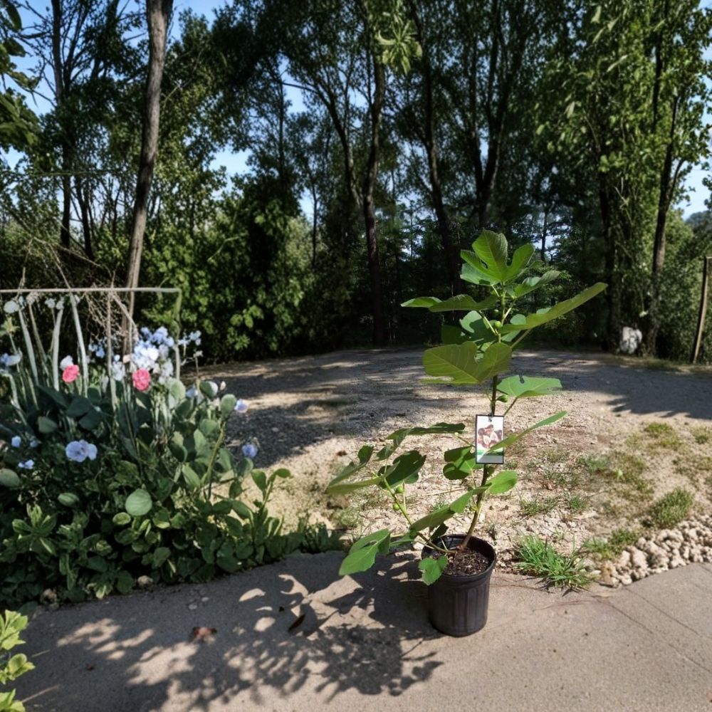Texas Everbearing Fig Tree – Ficus carica Live Plant, 1-3 Feet Tall, 1 Gallon, Fruit Producing Tree, Root-Wrapped, Easy to Grow