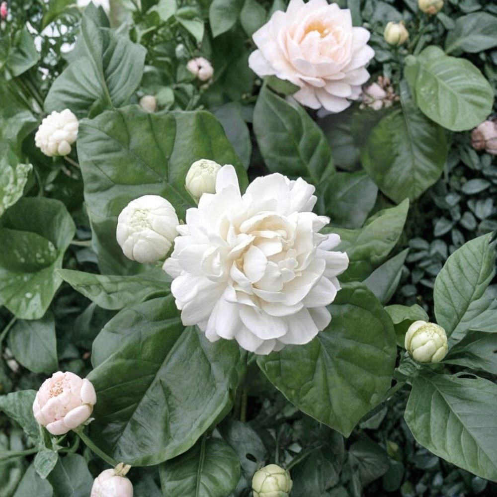 Grand Duke of Tuscany Jasmine Live Plant | Double Flower Arabian Jasmine | Jasminum sambac | 2–8 Inch Rooted Starter | Fragrant Indoor Plant