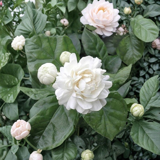 Grand Duke of Tuscany Jasmine Live Plant | Double Flower Arabian Jasmine | Jasminum sambac | 2–8 Inch Rooted Starter | Fragrant Indoor Plant