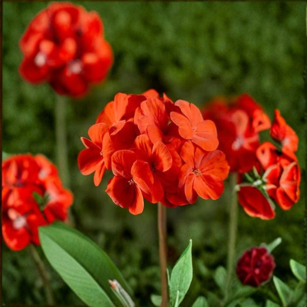 Geranium Pinto Premium Scarlet Deep Pelargonium Seeds 1,000 Count – Vibrant Deep Scarlet Blooms, Easy to Grow, Garden & Pot Friendly