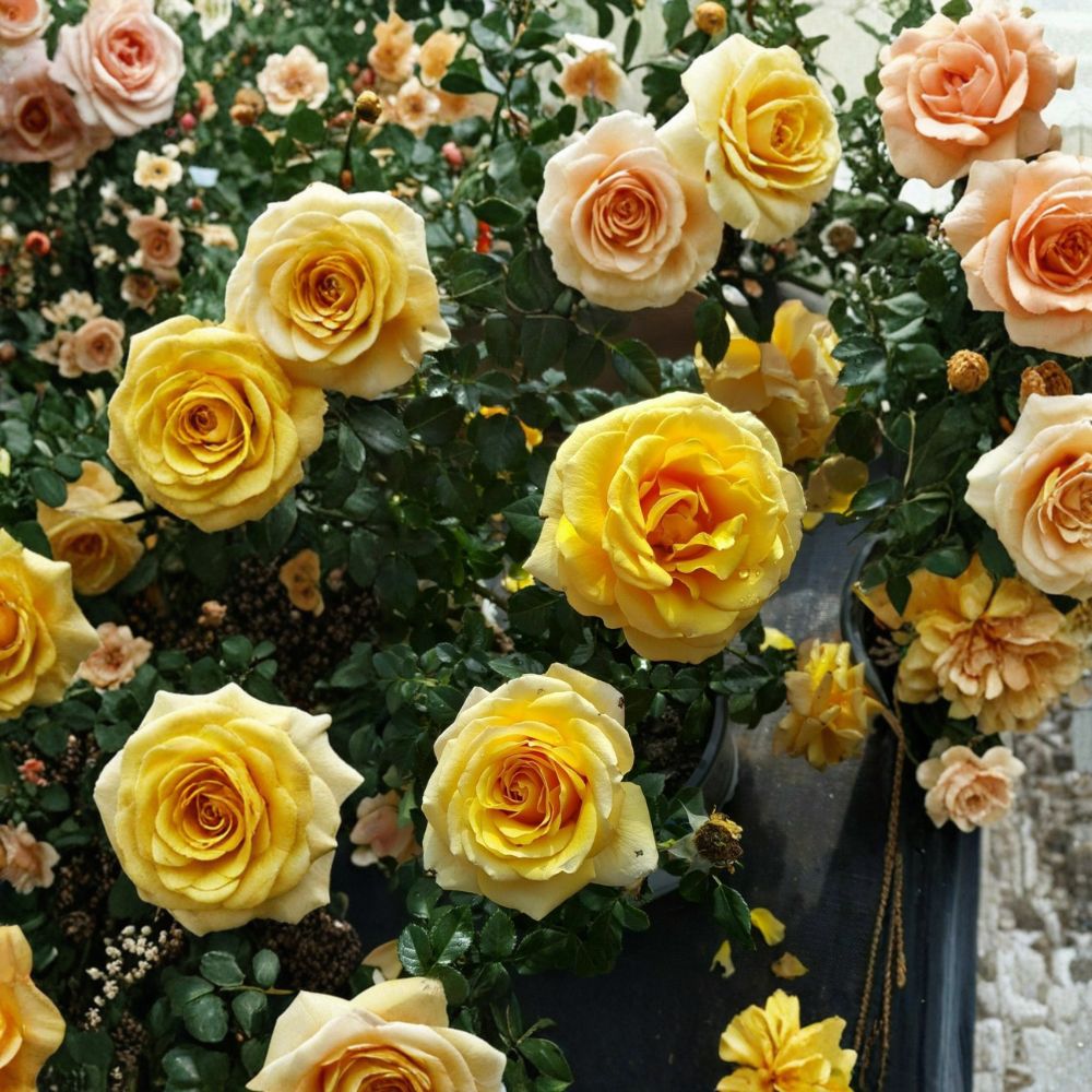 St. Tropez Floribunda Rose Plant – 3 Gallon Live Garden Rose Bush with Abundant Blooms, Landscape Rose, Rosa Hybrid