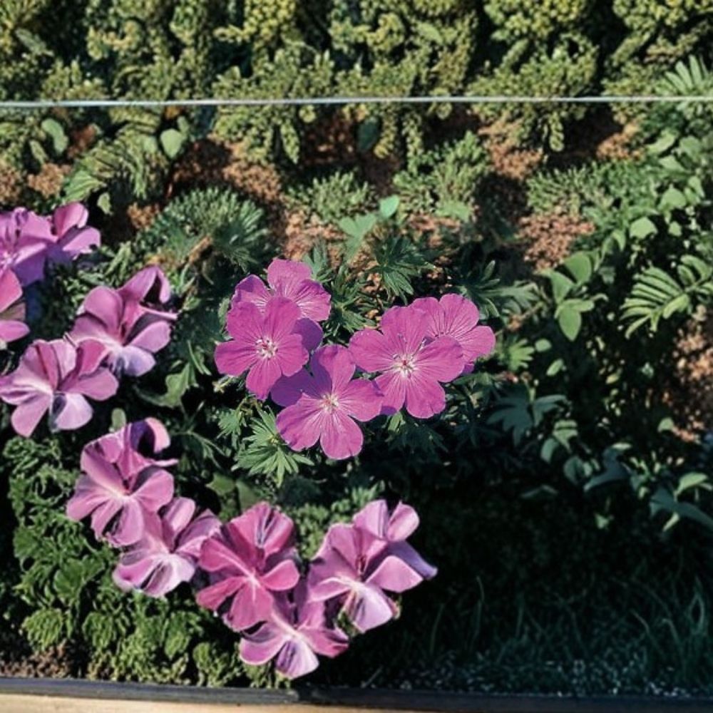 Geranium sanguineum Vision Violet Hardy Perennial Seeds – Violet Cranesbill, Pollinator Friendly, Easy to Grow, 1,000 Seeds