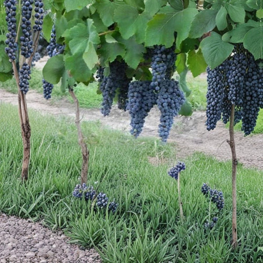 Paseante Noir Wine Grape Vine – Vitis vinifera Live Plant, Self-Fertile, Pierce’s Disease Resistant, Root-Wrapped Vine, Easy to Grow