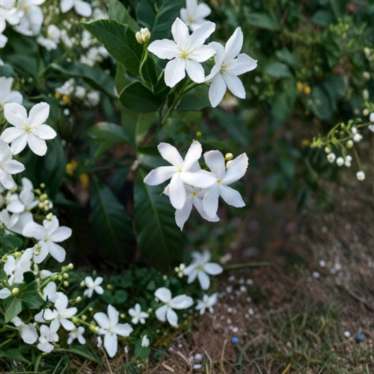 Jasminum trichotomum Seeds – Rare Fragrant Flowering Plant, Exotic Garden Vine, 5 Seeds