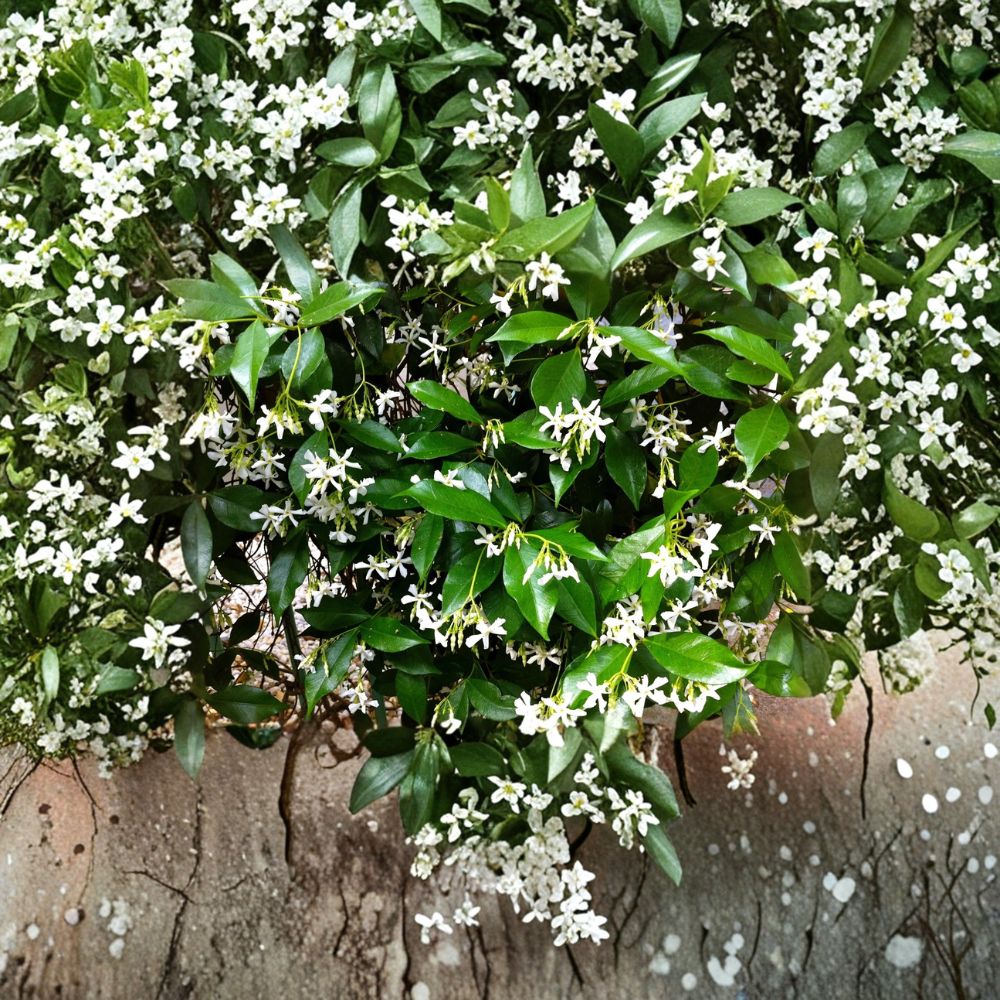 Star Jasmine Cuttings 6 Pack | Trachelospermum jasminoides Organic Vine with Fragrant White Flowers | Pollinator Friendly Indoor & Outdoor Plant