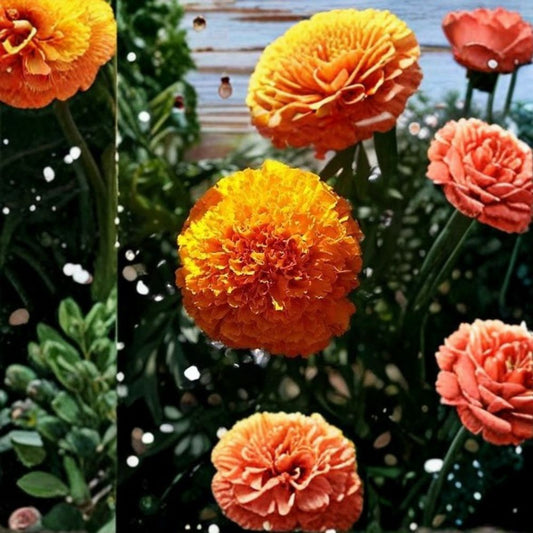 Marigold Flower Seeds Coco Orange Deep | Tagetes Tall African Marigold | Weather Resistant | Easy to Grow | 250 Seeds