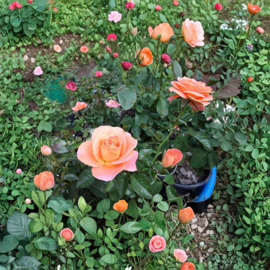 New Year Grandiflora Rose – Rosa Hybrid Live Plant, 3 Gallon Orange Blooming Rose Bush, Elegant Flowering Rose, Field Grown