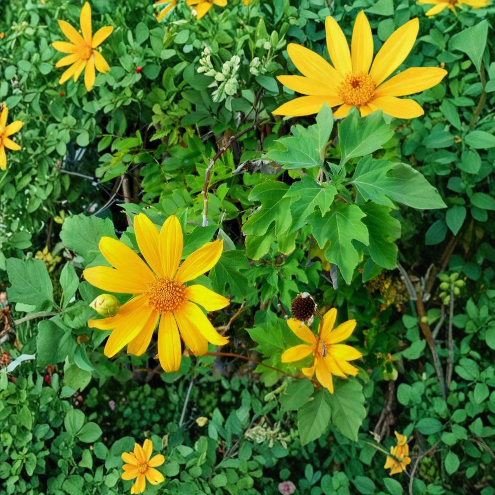 Perennial Mexican Sunflower Unrooted Cuttings – Tithonia diversifolia, Organic Tree Marigold, Fast Growing Flowering Plant, 6 Cuttings