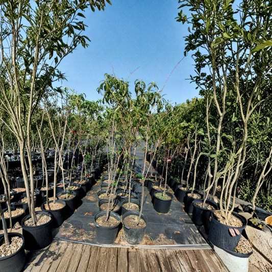 Jefferson Peach Tree – Live Plant, Self-Pollinating, 4-6 Feet, Sweet Freestone Peach, Prunus persica, Easy to Grow