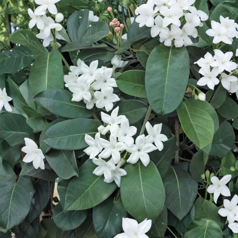 Madagascar Jasmine Plant – Stephanotis floribunda Live Starter, Fragrant White Bloom Vine, Potted Indoor & Patio Plant, 2–8 Inches Tall
