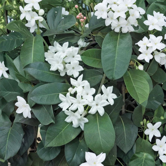 Madagascar Jasmine Plant – Stephanotis floribunda Live Starter, Fragrant White Bloom Vine, Potted Indoor & Patio Plant, 2–8 Inches Tall