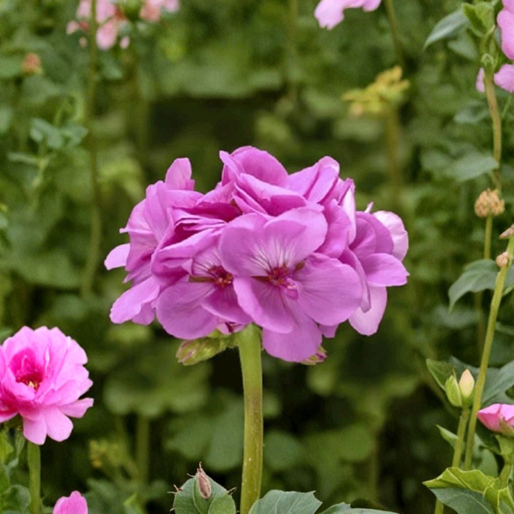 Calliope Lavender Geranium Plug Plant – Pelargonium | Lavender Flower Patio Plant | Container Garden Favorite