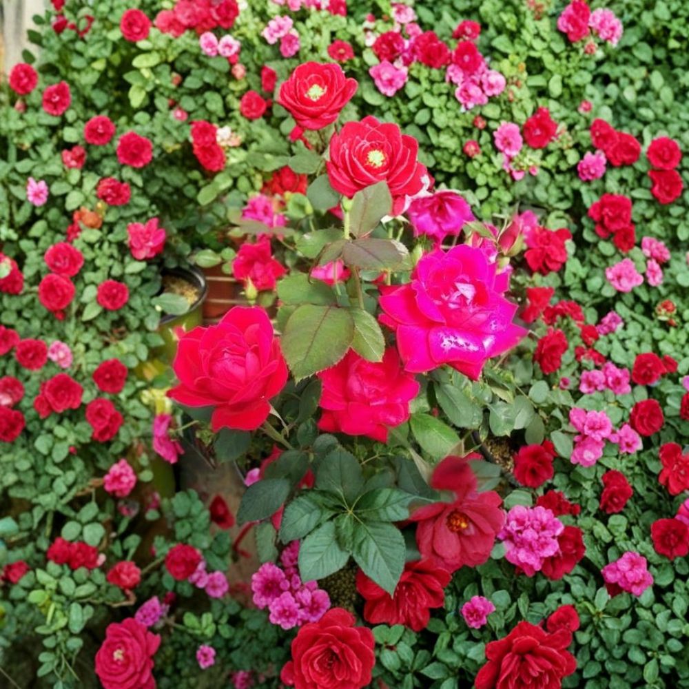 Double Knock Out® Red Rose Plant | 3 Gallon Flowering Shrub | Disease-Resistant Rosa Hybrid | Double Red Blooms