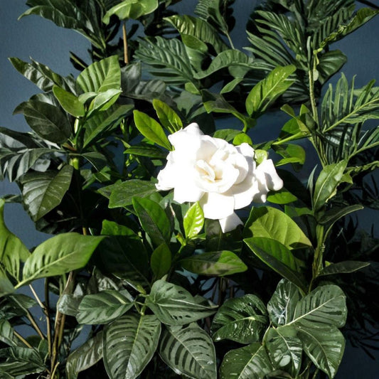 Heirloom White Gardenia Plant – Gardenia jasminoides Bare Root Shrub, Fragrant Cape Jasmine, Classic Bloom, 1 Ft