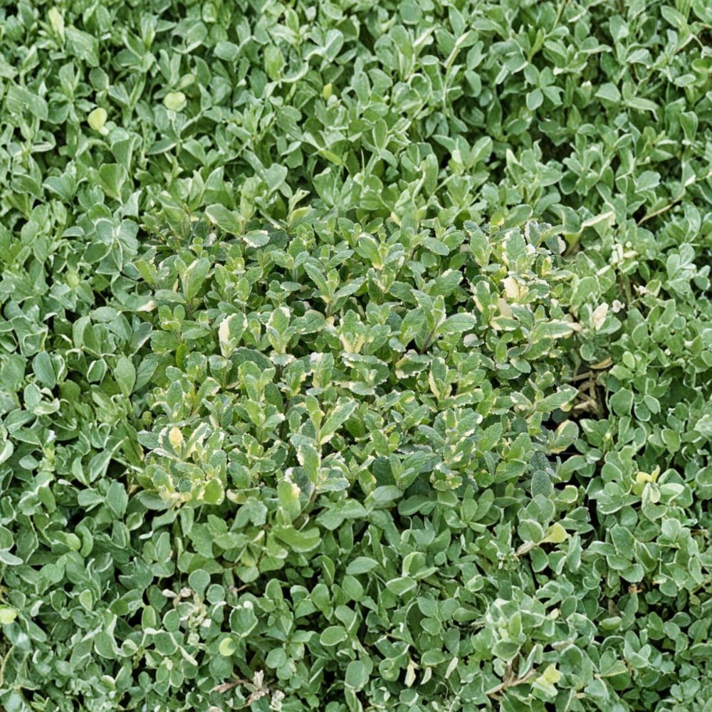 Pineapple Mint Unrooted Cuttings – Mentha suaveolens ‘Variegata’ Organic Herb Plant, Variegated Mint, Easy to Root, 3 Cuttings