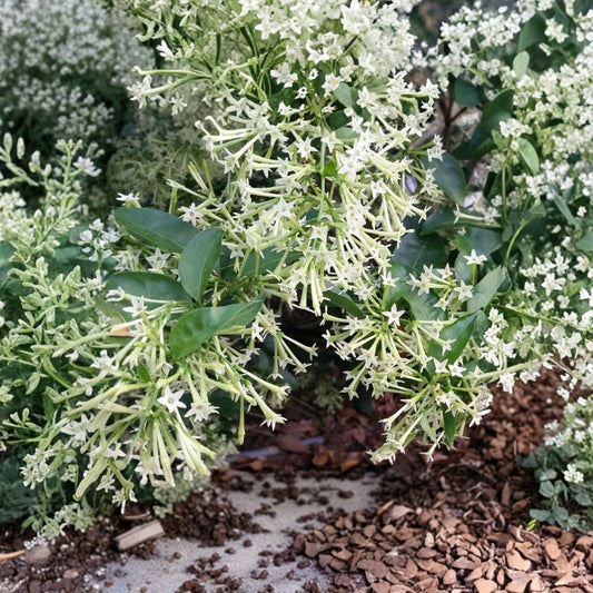 Night Blooming Jasmine Live Plant | Rooted Starter in Pot | Fragrant Cestrum nocturnum Shrub for Indoor & Outdoor Gardens