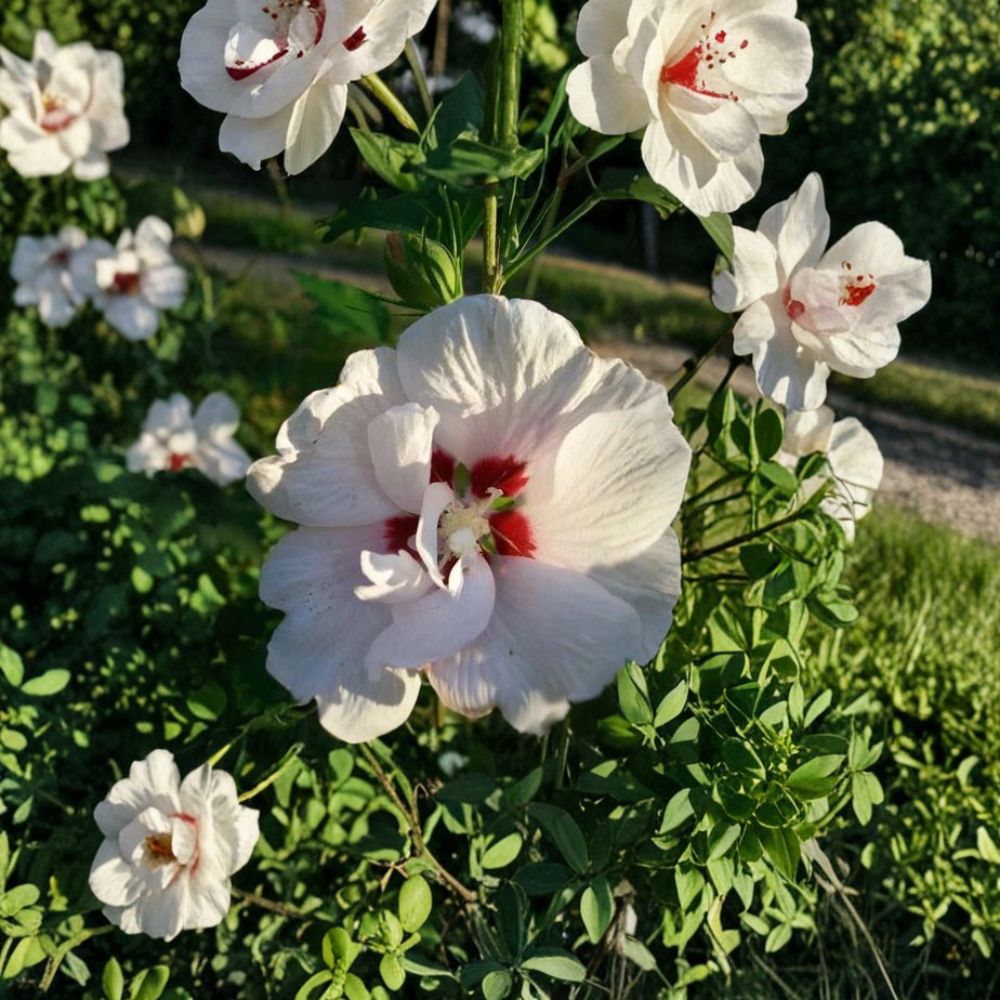 Double White Rose of Sharon Live Plant | 1 Gallon Hibiscus syriacus Hardy Shrub with Double White Blooms