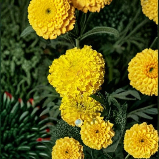 Marigold Coco Yellow Seeds – Bright Yellow Tagetes Flower Seeds | 250 Count | Weather-Resistant Tall African Marigold for Garden & Cut Flowers
