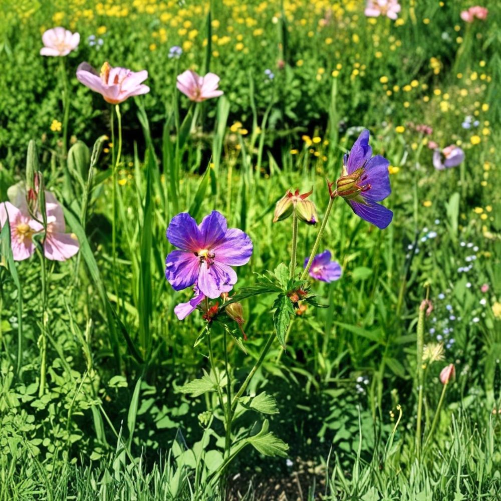 Wild Geranium Seeds – Geranium maculatum Native Woodland Perennial Shade Garden Flower Seeds Pollinator Friendly Cranesbill