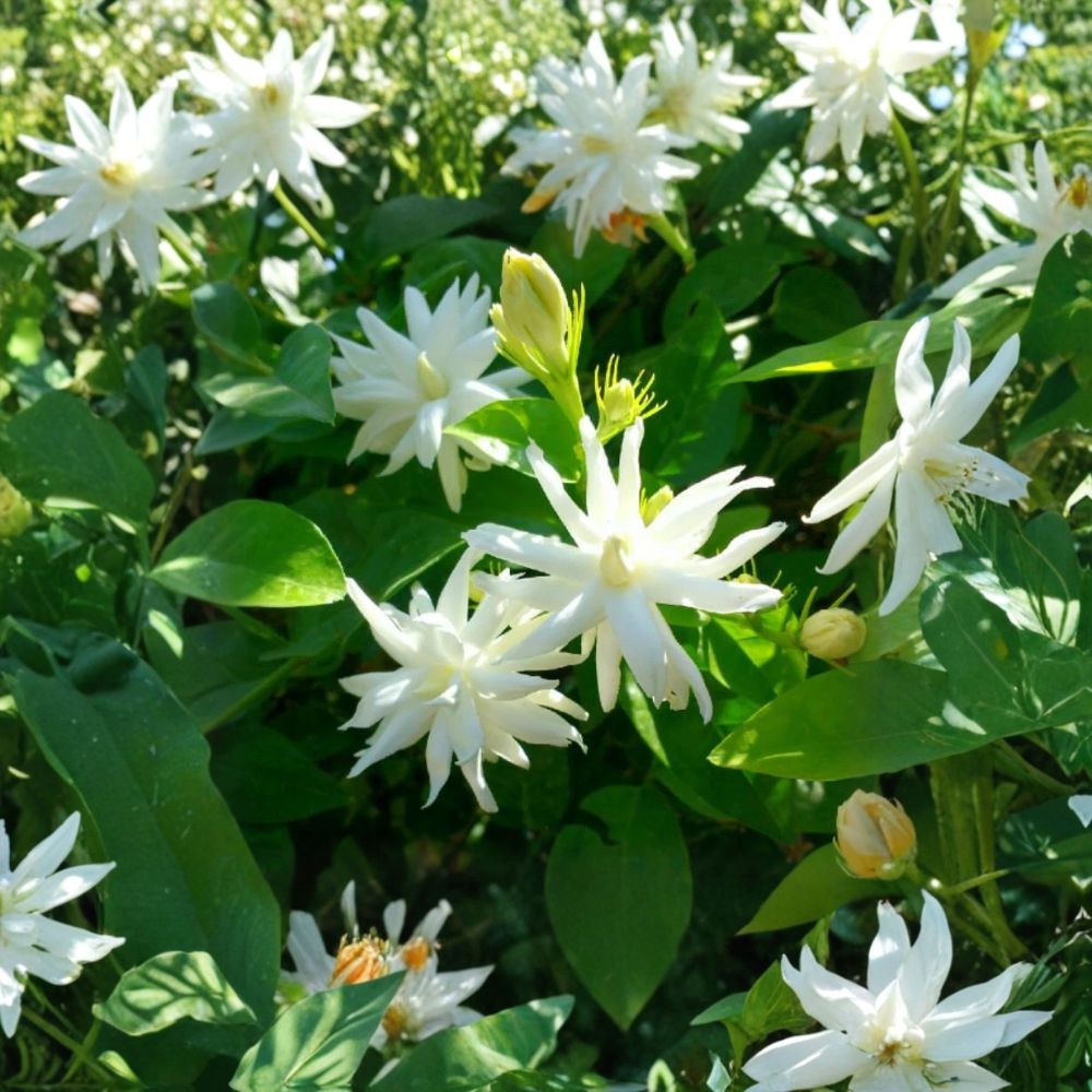 Belle of India Jasmine – Jasminum sambac Double Live Plant in Pot, Fragrant Arabian Jasmine for Indoor & Patio, Rooted Starter Flowering Plant