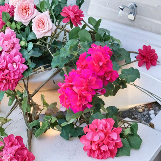 Ivy Geranium Salmon Pink Double Cuttings – 6 Pelargonium Starter Plants for Patio & Hanging Baskets, Trailing Double Bloom Flowering Plant