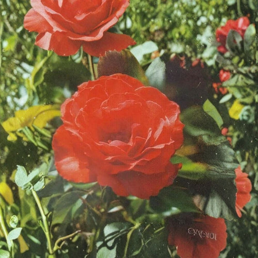 Impatient Floribunda Rose Plant 1 Gallon Orange Red Blooms Garden Rose Rosa Hybrid Live Plant