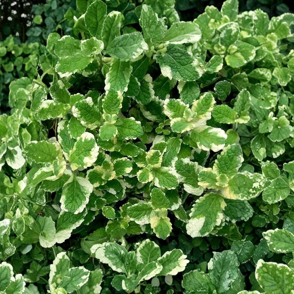 Pineapple Mint Unrooted Cuttings – Mentha suaveolens ‘Variegata’ Organic Herb Plant, Variegated Mint, Easy to Root, 12 Pack