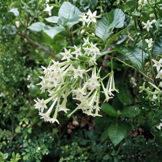 Night Blooming Jasmine Live Plant – Cestrum nocturnum Rooted Starter in Pot – Fragrant Night Flower Shrub for Indoor & Outdoor Gardens
