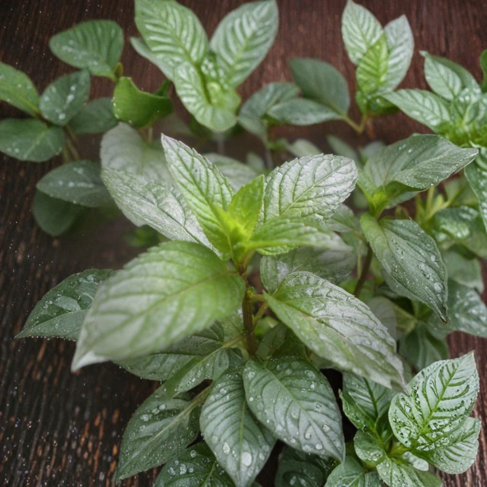 Peppermint Mint Unrooted Cuttings – Organic Mentha × piperita Herb Plant, Aromatic Culinary Mint, Easy to Root, 3 Pack