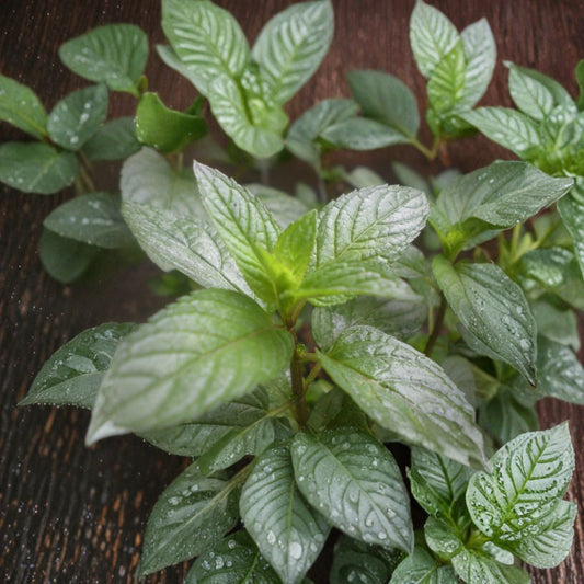 Peppermint Mint Unrooted Cuttings – Organic Mentha × piperita Herb Plant, Aromatic Culinary Mint, Easy to Root, 3 Pack