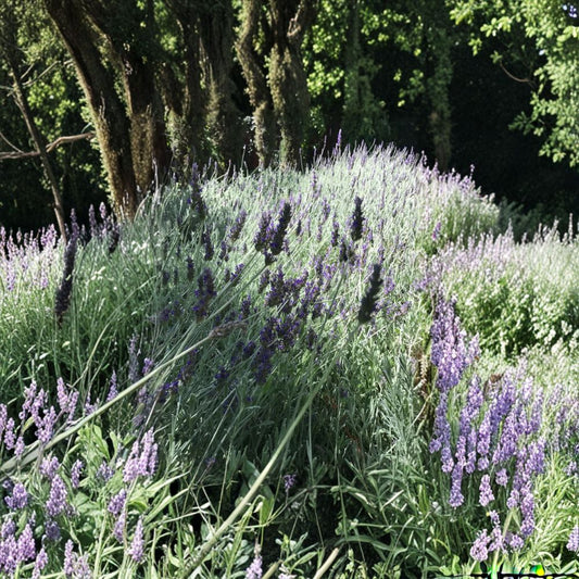 Organic Lavender Cuttings – Live English Lavender Stems – Fragrant Herb Plant – Easy to Root, Indoor Outdoor Gardening, 15 Unrooted Stems