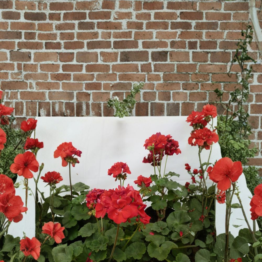 Presto Dark Red Blooming Geranium Plant 4.5 Inch Pot | Live Geranium with Deep Red Flowers | Patio Porch Friendly