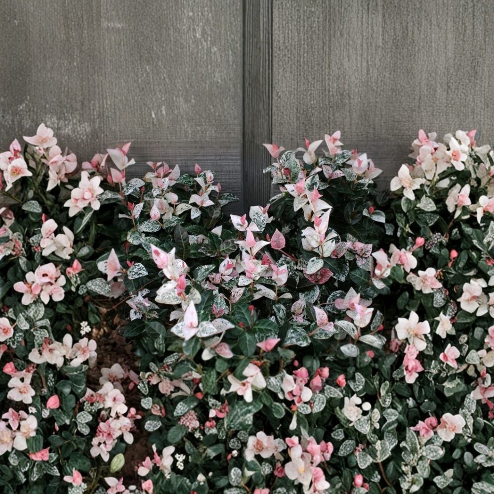 Snow N Summer™ Asian Jasmine Live Plant – Variegated Evergreen Groundcover, Fragrant Vine, Shade Tolerant, Trachelospermum asiaticum, 1 Quart