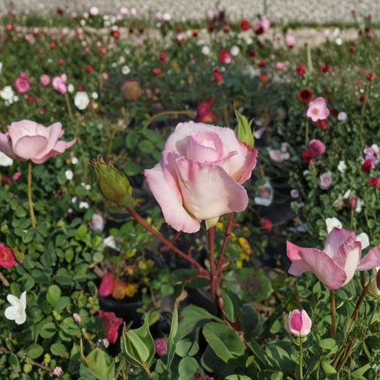 Hybrid Tea Rose Plant 5 Gallon Kordes Perfecta Everblooming Garden Rose | Rosa Hybrid Live Plant