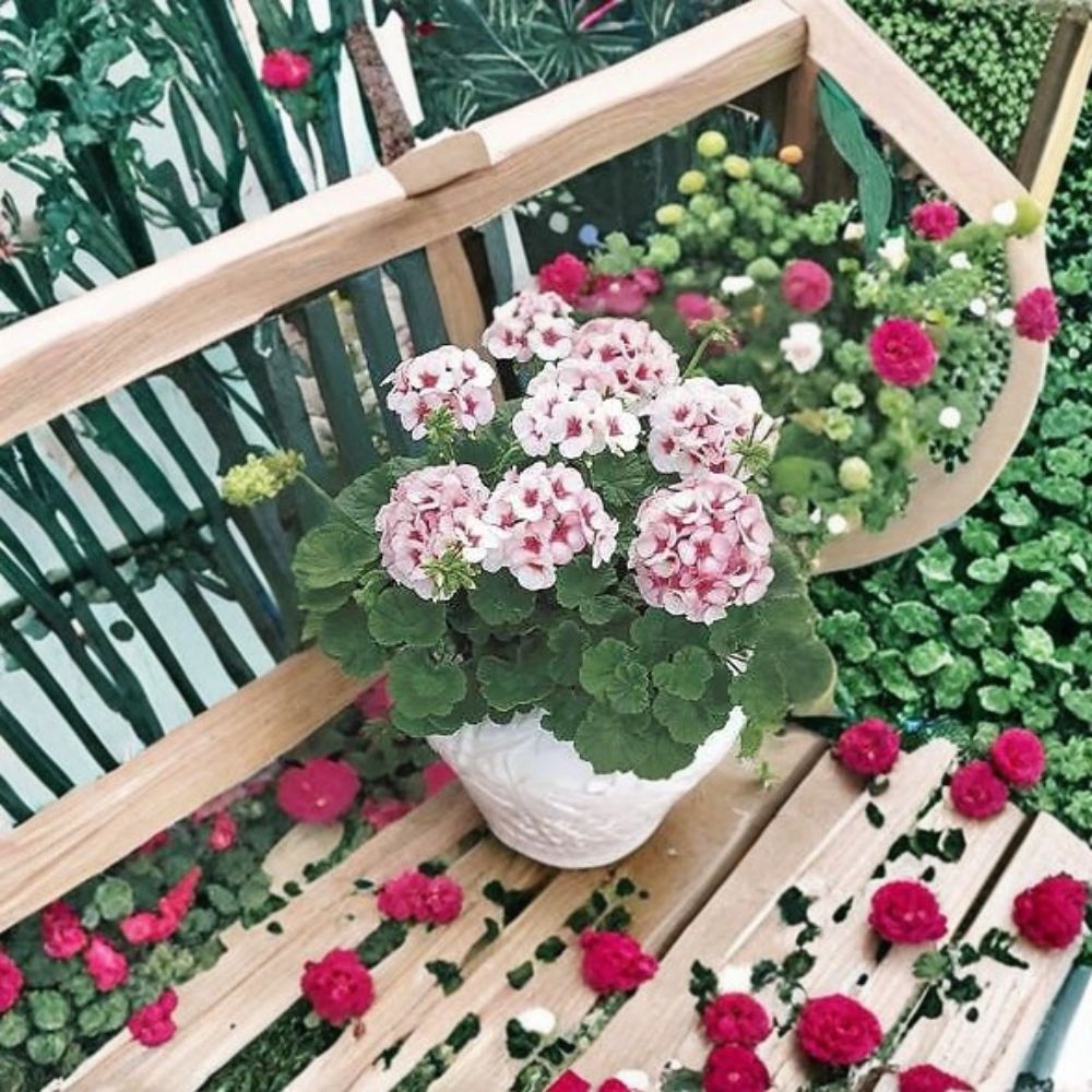 Geranium Maverick Star Pelargonium Seeds – 1,000 Blush Pink Blooms with Deep Pink Eye, Garden & Pot Friendly, Easy to Grow
