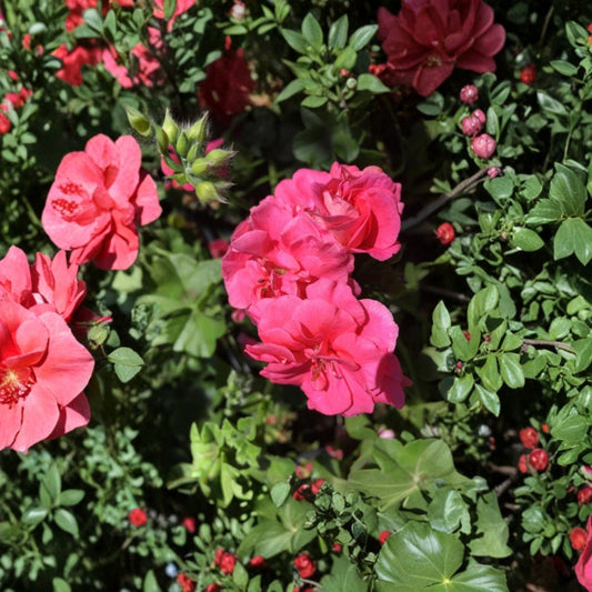 Ivy Geranium Cuttings Assorted Colors – 8 Pelargonium Trailing Geraniums for Rooting, Hanging Basket Flowers