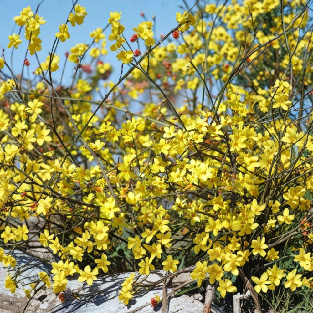 Winter Jasmine Plant – Jasminum nudiflorum 1 Gallon Live Shrub with Yellow Early Spring Flowers