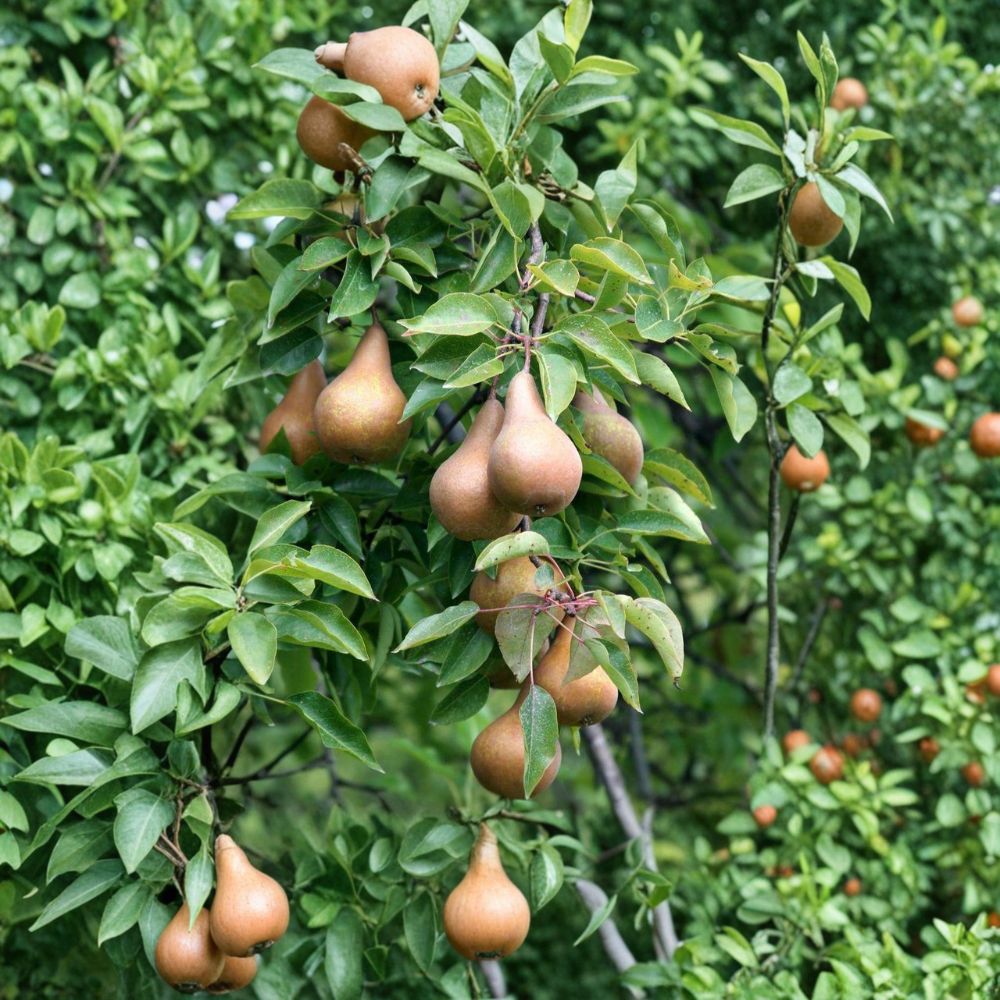 Bosc Pear Tree Bare Root – 3–4 Ft European Pyrus communis Sweet Fruit, OHxF 333 Rootstock for Garden or Container Planting