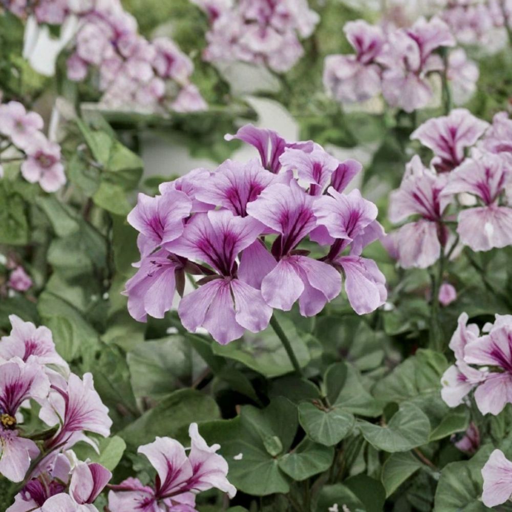 Tornado Lilac Geranium Seeds – 15 Film Coated Trailing Ivy Geranium for Hanging Baskets, Heat Tolerant, Easy to Grow