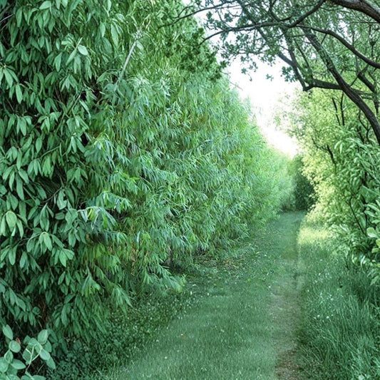 Hybrid Willow Trees – Austree Live Plants 26 Pack, Fast Growing Shade & Privacy Trees, Bare Root Windbreak Hedge
