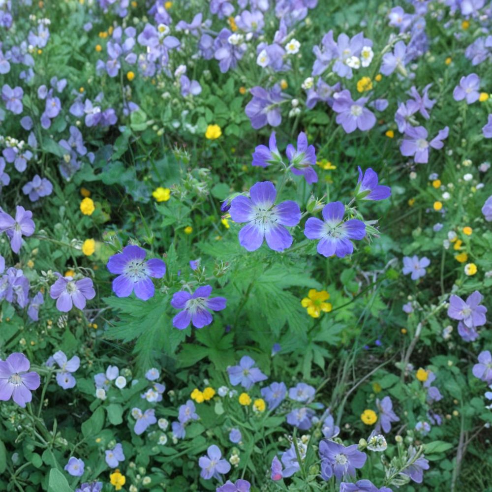 Geranium Pratense Mixed Colors Seeds – Hardy Perennial Cranesbill Flower Seeds for Butterfly Gardens