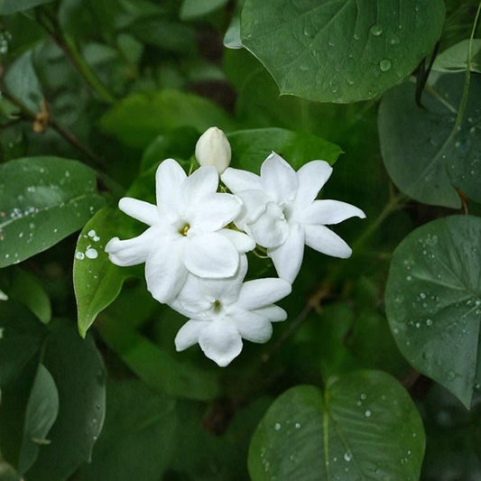 Maid of Orleans Jasmine Live Starter Plant | Jasminum sambac | Fragrant Arabian Jasmine | Indoor Outdoor Potted Plant