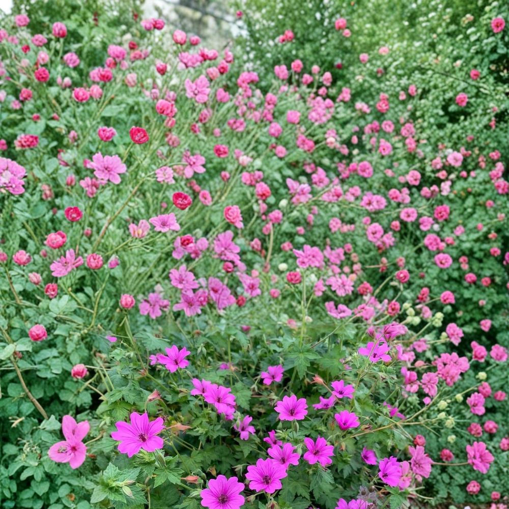 Elworthy Eyecatcher Geranium Seeds – Pelargonium Flower Seeds, Vibrant Garden Blooms, Patio & Container Friendly, Easy to Grow, 25+ Seeds