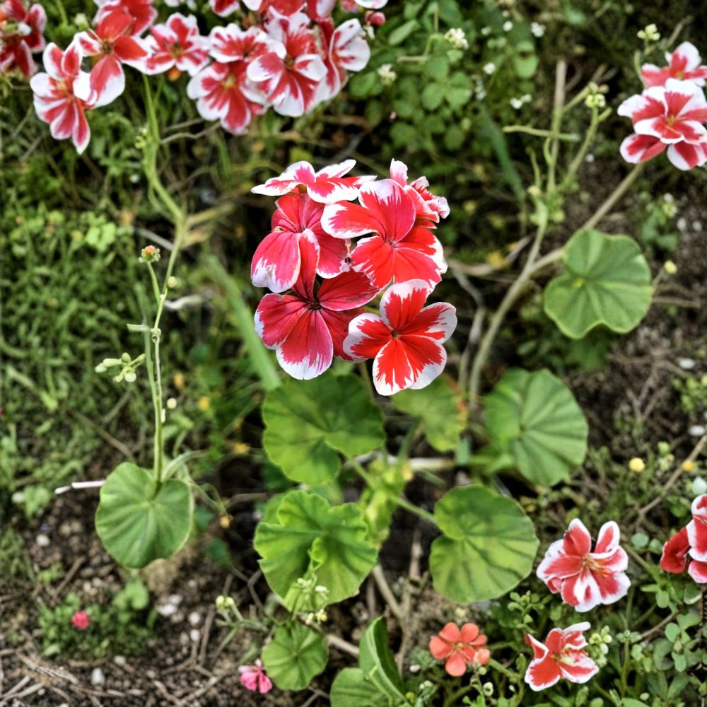 Rare Red & White Pelargonium Geranium Cutting – 6 Inch Live Plant Starter with White Tipped Red Blooms, Hardy Patio Flower, Fast Growing