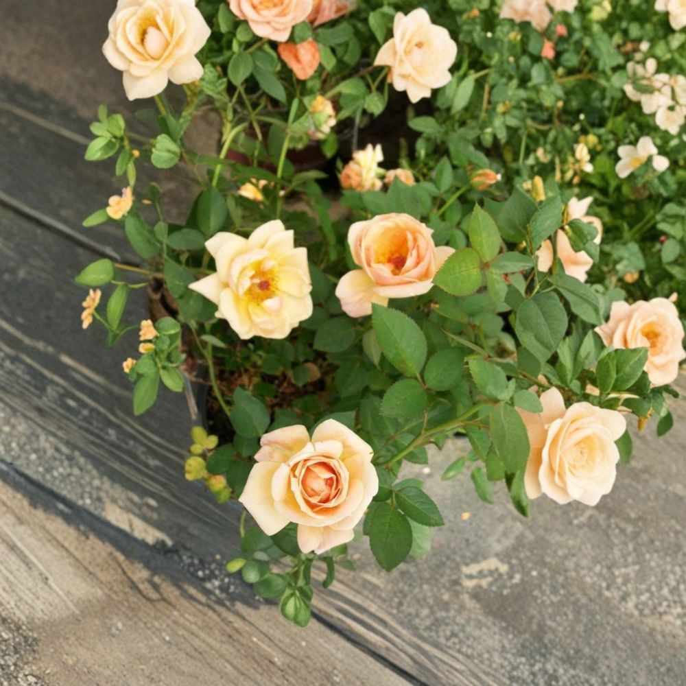 Southern Peach Apricot Rose Bush – Yellow Miniature Garden Rose 5 Gallon Plant with Peach Apricot Blooms