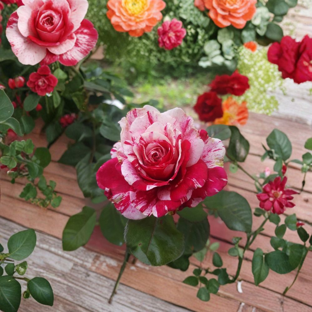 Scentimental Floribunda Rose – Live Bush Plant, 3 Gallon, Fragrant Red & White Double Blooms, Easy-to-Grow Garden Rose, Rosa floribunda