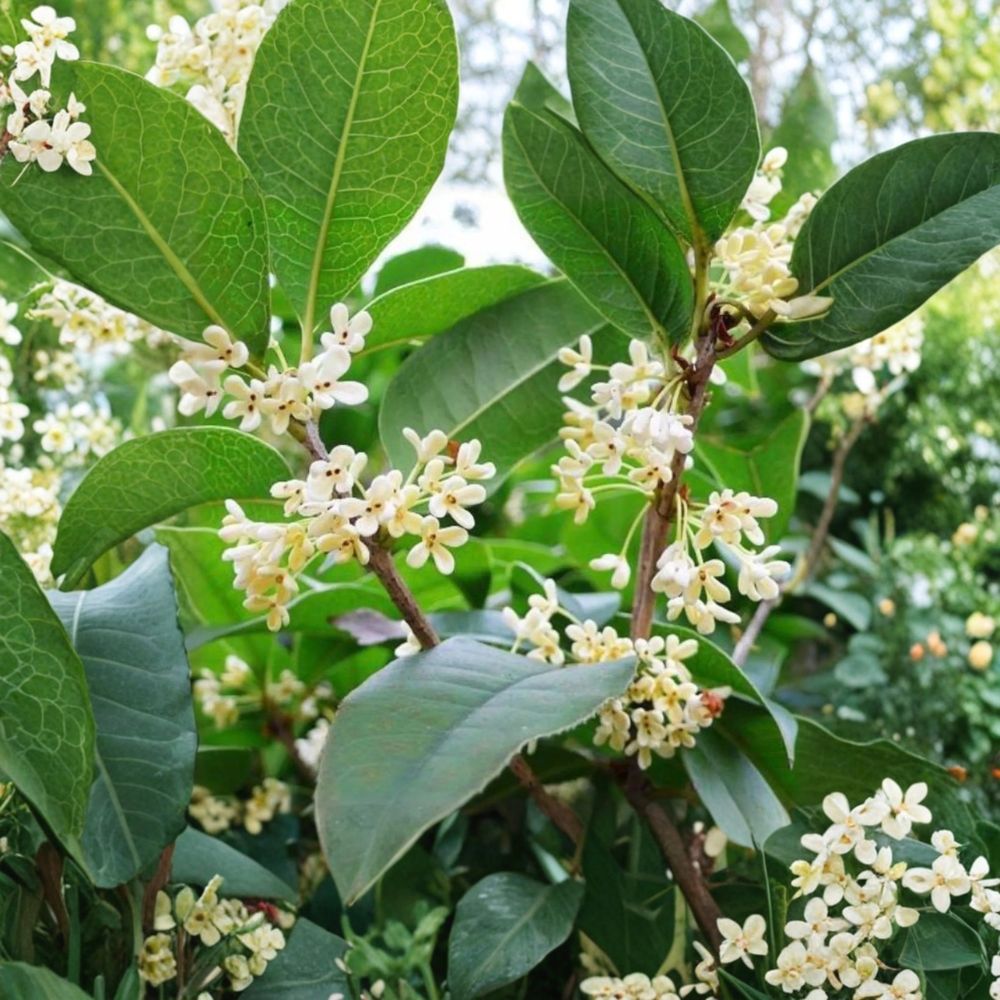 Sweet Osmanthus Tree – 1 Gallon Fragrant Osmanthus fragrans ‘Semperflorens’ Live Plant | Year-Round Blooming Tea Olive