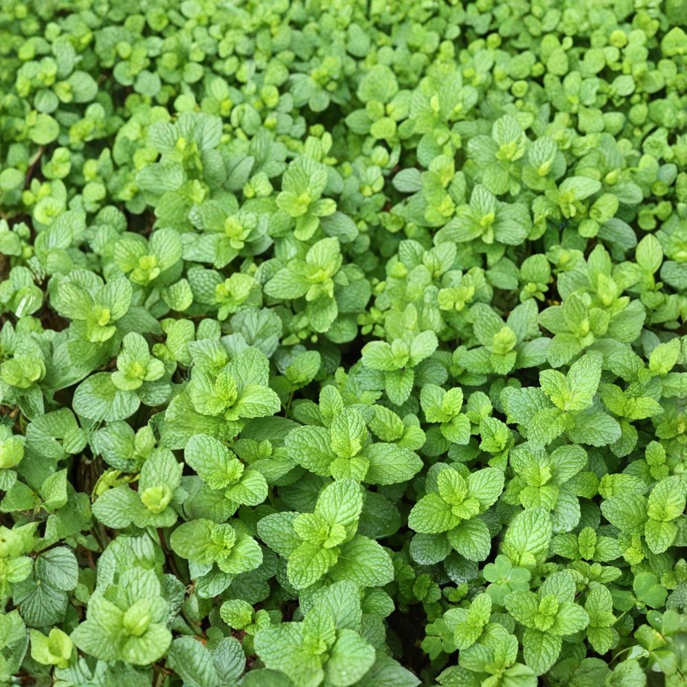 Spearmint Mint Cuttings – Mentha spicata Live Unrooted Herb Plants, Organic Culinary Herb Starter, Easy to Grow, 6 Pack