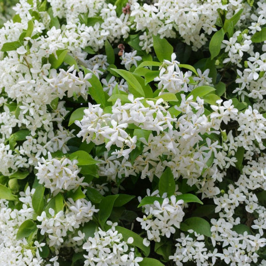 Green Confederate Star Jasmine Live Starter Plant – Trachelospermum jasminoides, Fragrant Climbing Vine, 4–6 inches